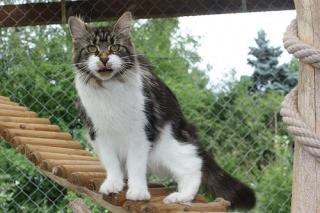 2 Bezaubernde Maine Coon Kastraten