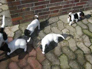 Reinrassige Jack Russel Welpen 5Wochen alt Ohne Papiere