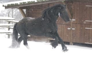 Friesenhengst steht PRE wie Lusitano Stuten zum decken bereit.