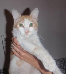 Junger Kater ca. 4-5 Mon. aus Tierschutz Athen