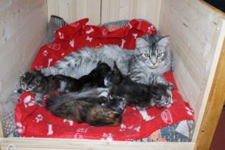 Typvolle Maine Coon Kitten mit Stammbaum zu verkaufen