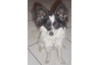 Chihuahua-Papillon- Mix Rüde