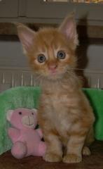 Maine Coon Babys in tollen Farben