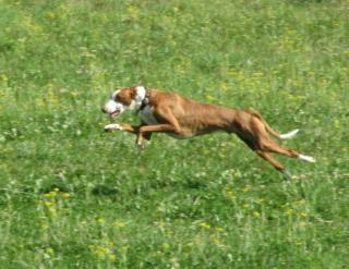 Podenco Ibicenco welpen