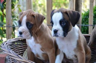 Süße Boxer - Welpen ab August bereit für ein neues zu Hause