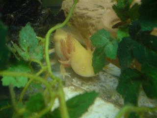 14 cm goldalbino Axolotl aus Hobbynachzucht