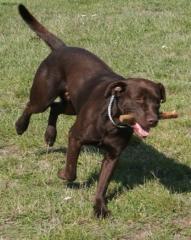 Kinderlieber-ruhiger Labrador Deckrüde - chocolate Intern. Schönheitschampion HD/