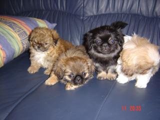 Reinrassige Pekinese welpe