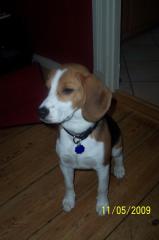 Kleiner 7mon. alter Reinrassiger Beagle sucht zuhause