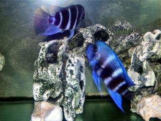 Blue Samazi Frontosa