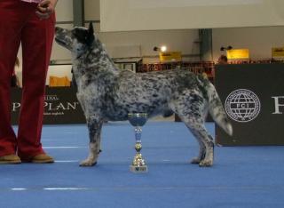 Australian cattle dog puppies