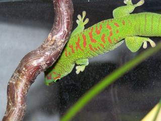 Verkaufe 0. 0. 8 phelsuma madagascariensis grandis high red enz