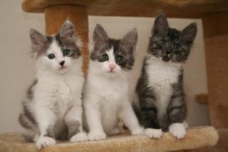 Türkisch Angora Kitten