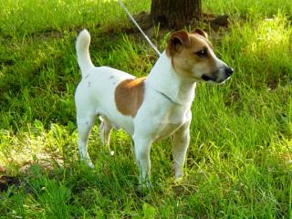 Kaufe Rassehund Jack Russel