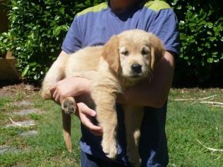 Golden Retriever Welpe weiblich