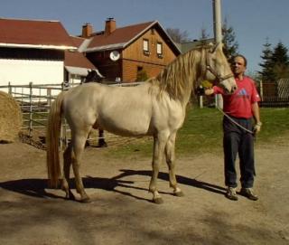 Atlas - barocker Hengst in der seltenen Farbe Cremello