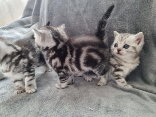 BKH Silver Tabby Kitten Reinrassig