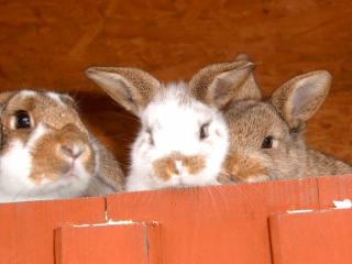 Zwergkaninchen pünktlich zu Ostern abzugeben