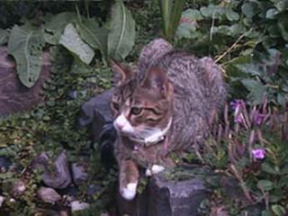 Katze in Köln Esch vermisst 50765