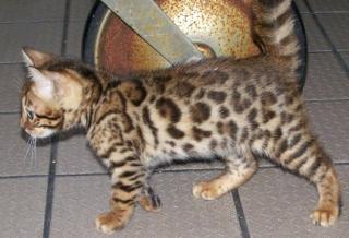 Reinrassige Bengal Kitten auf der suche nach den neuen Eltern.