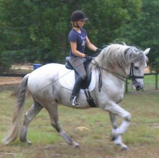 Trainer C bietet Beritt und Reitunterricht in Albstadt