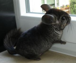 Chinchillas in vielen Farben Düsseldorfer Raum