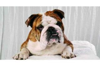 English Bulldog Zucht -Deckmeldung Deckrüde