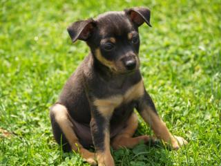 9wochen alten Zwergpinscher abzugeben