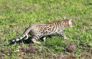 Bengalkatze