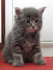 Maine Coon Babys zu verkaufen