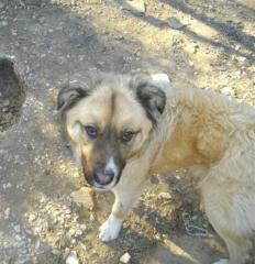 Amigo - Hundebär tauchte auf dem Nichts auf und beschloss so lange zu warten, bi