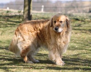 Golden Retriever Deckrüde Carlos Raynox Allways Gentle FCI