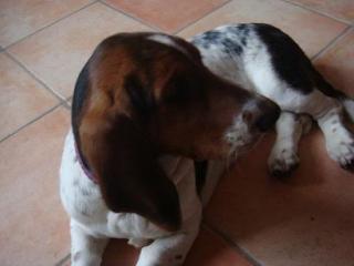 Basset Hound Welpe tricolor