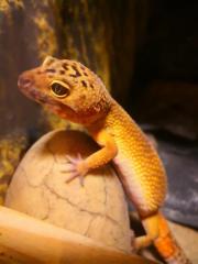 4 Leopardgeckodamen mit 2 Terrarien