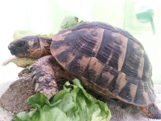 Verkaufe eine Maurische Land Schildkröte.