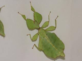 Wandelne Blätter Phyllium siccifolium Eier