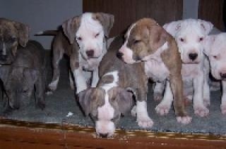 Pitbull/American Staffordshire Terrier Welpen