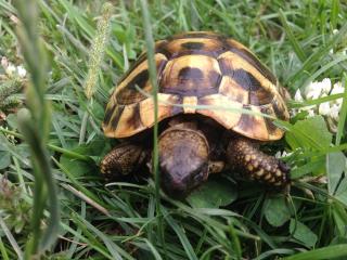 Griechische Landschildkröten NZ 2023