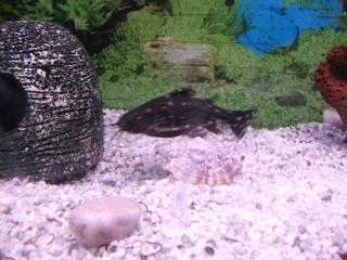 Perlhuhnwelse Synodontis angelicus