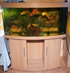 Aquarium mit Goldfischen