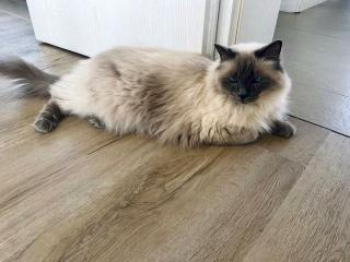 Ragdoll Katze