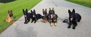 Dt. Schäferhund Welpen, gerade Rückenlinie. Leistungszucht