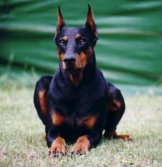 Bildschöner Dobermann sucht.