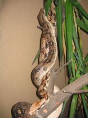 Biete 2 Boa constrictor adult