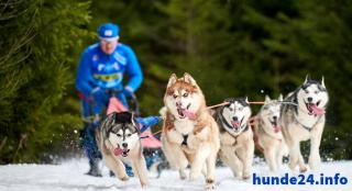 Schlittenhundehaftplficht Abgesichert in hohen Schnee