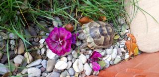 Maurische Landschildkröte