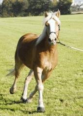 Reitbeteiligung Westernreiten Hessen