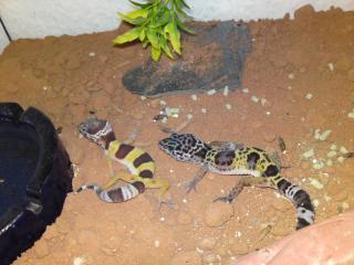 Leopardgeckos