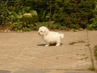 Bichon fris welpchen