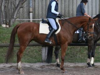 Biete Reitbeteiligung an westfalen-Stute Raum MTK